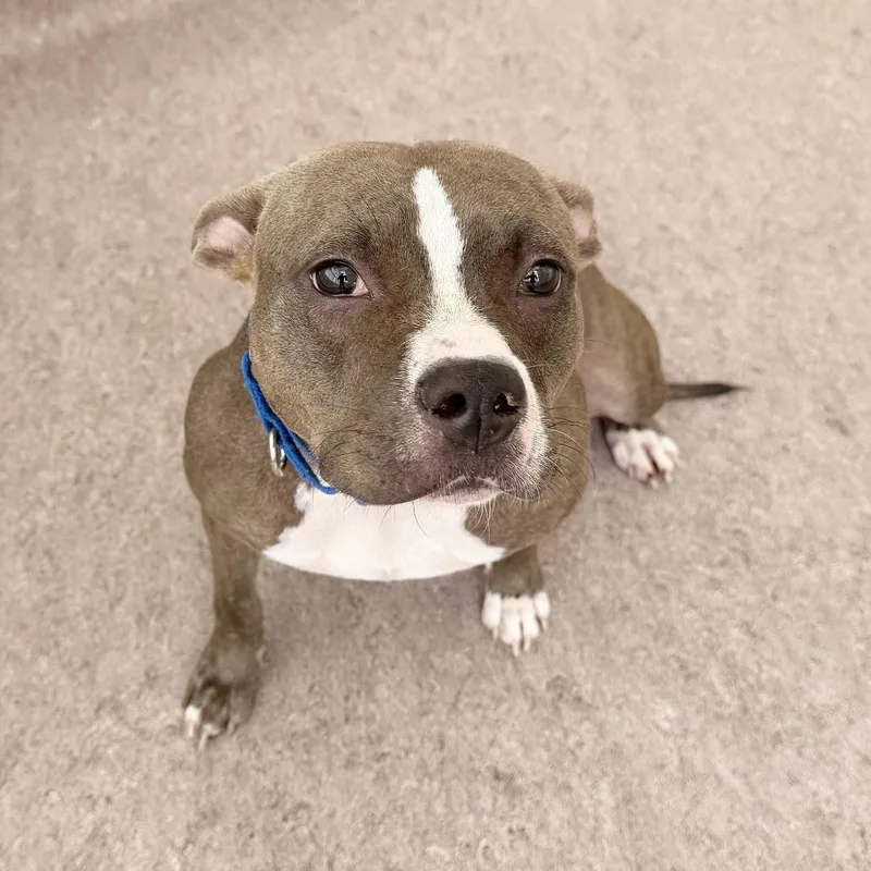 An adult medium-sized female Pit Bull Terrier dog named Cola for adoption in Saint Louis, MO