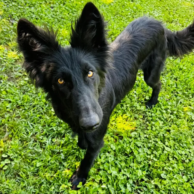 A young medium-sized male Black Shepherd dog named Gilbert for adoption in Brownsboro, AL
