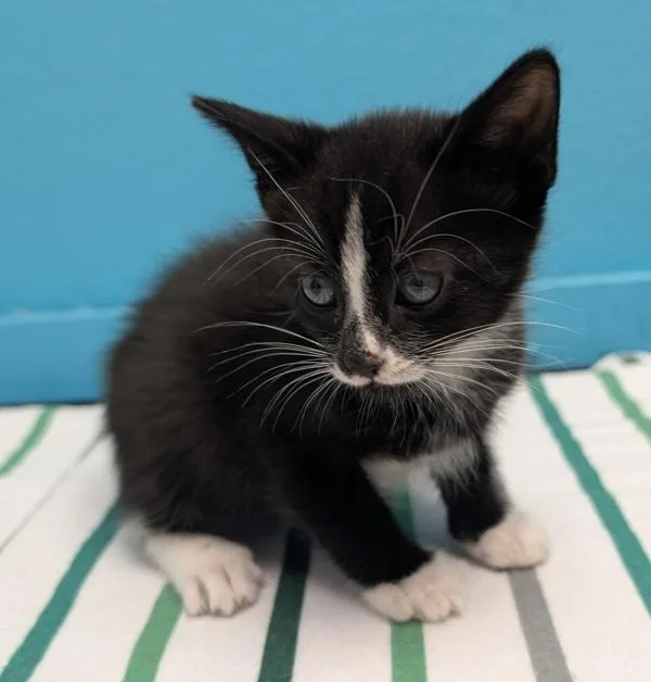 A baby small-sized male Domestic Short Hair cat named Chief for adoption in Escondido, CA