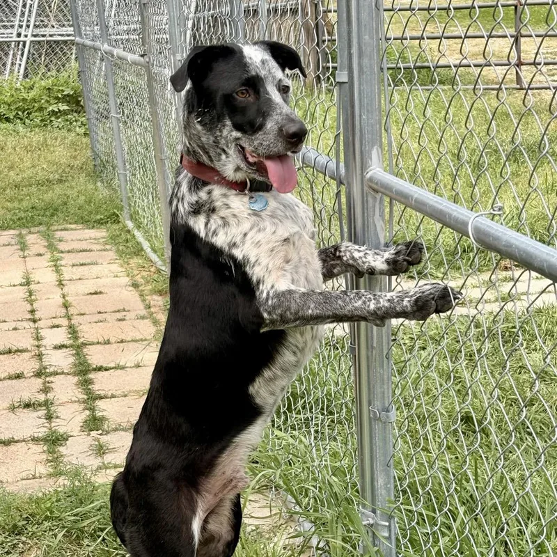 Jax Aka Chimichanga thumbnail 2