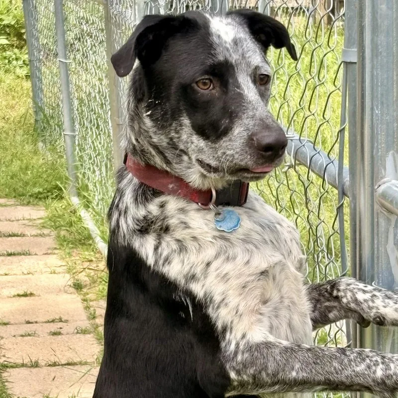 Jax Aka Chimichanga thumbnail 3