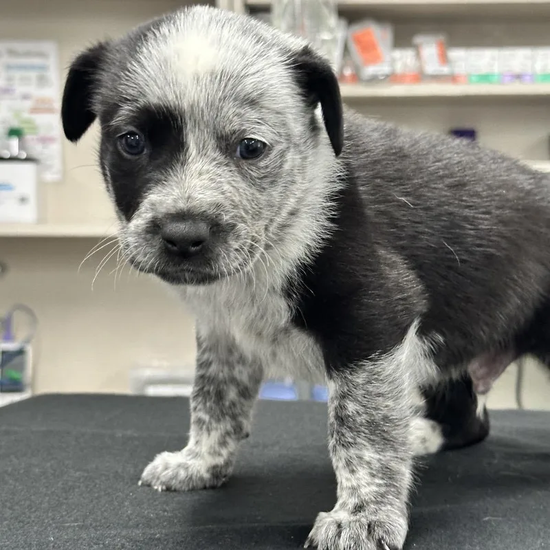 Jax Aka Chimichanga thumbnail 4