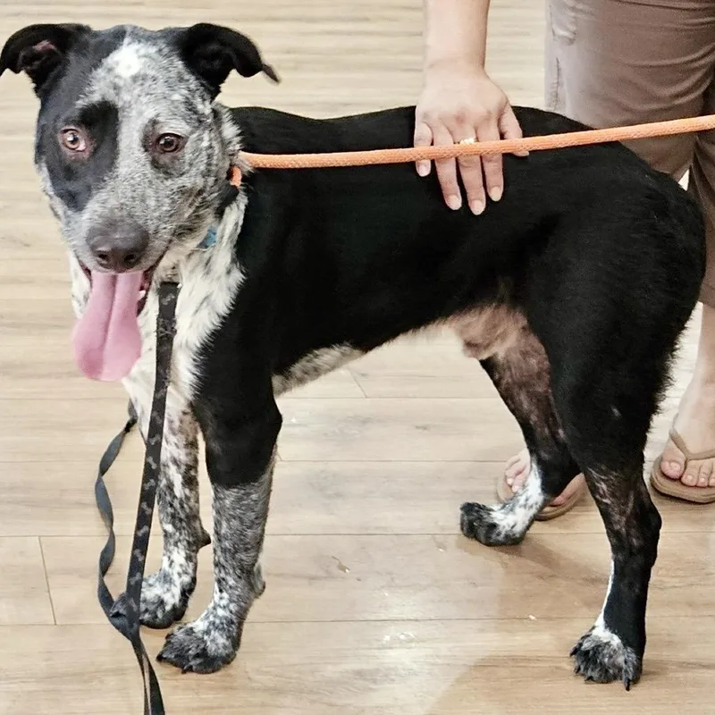 Jax Aka Chimichanga thumbnail 5