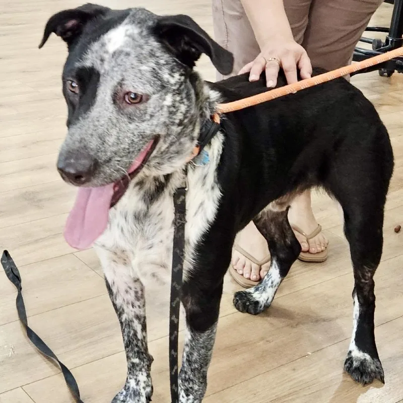 Jax Aka Chimichanga thumbnail 6