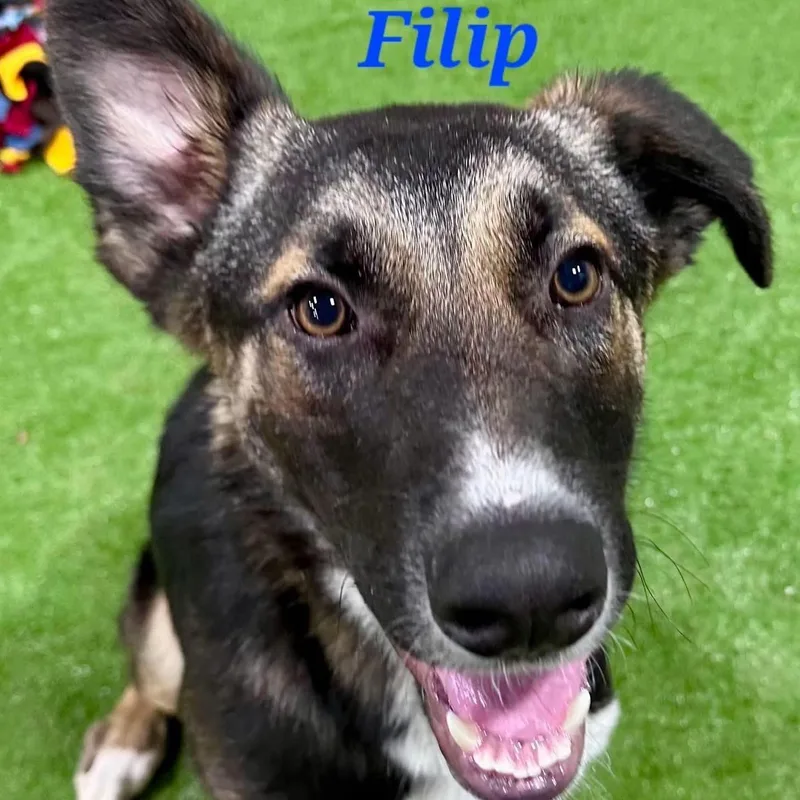 Filip