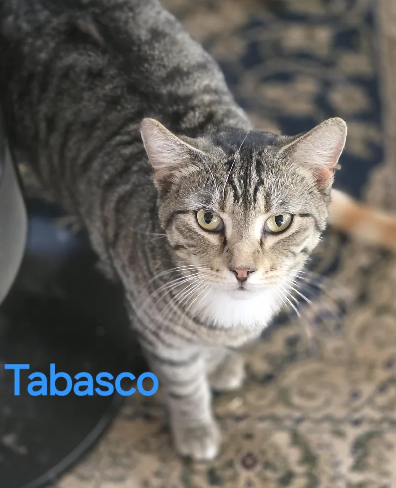 Tabasco