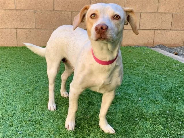 An adult small-sized female White / Cream Dachshund dog named SAVE ME PLEASE Lemon for adoption in San Marcos, CA