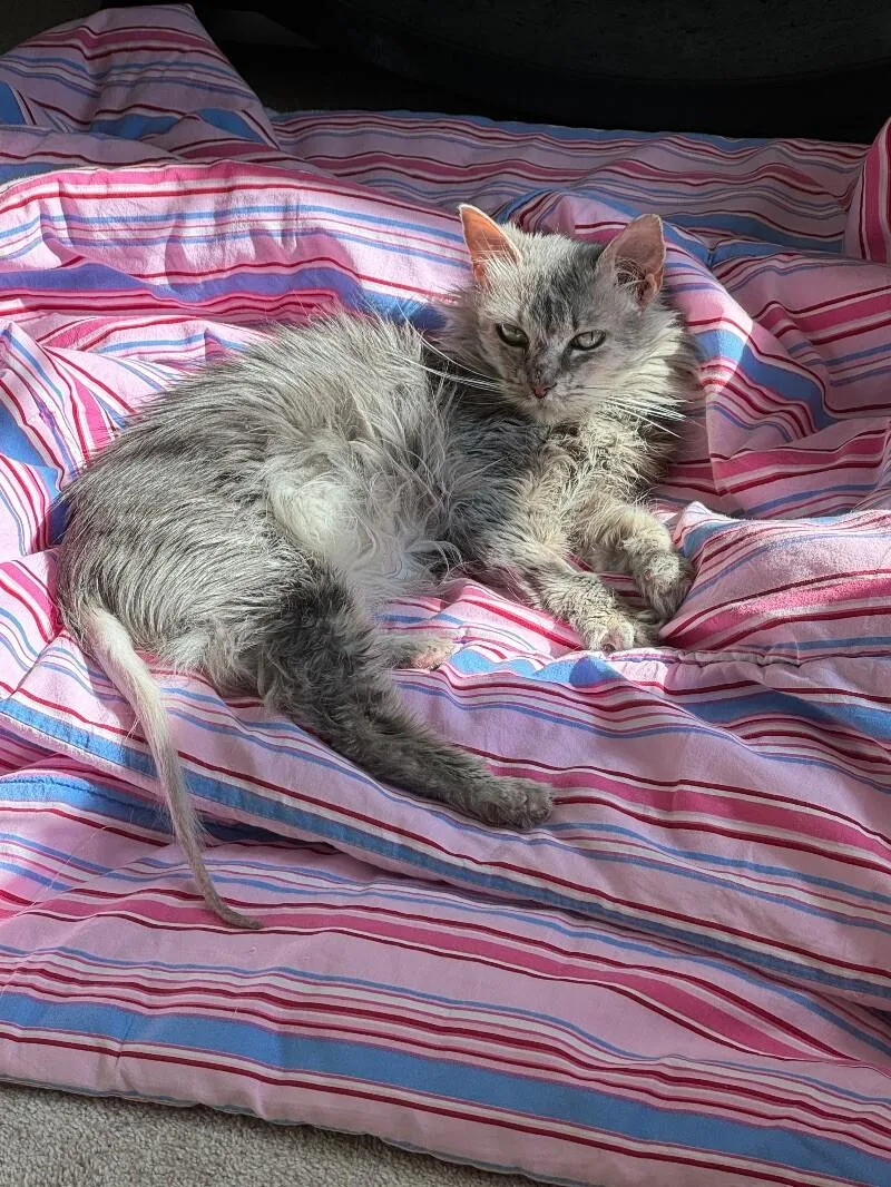 Guinevere thumbnail 3