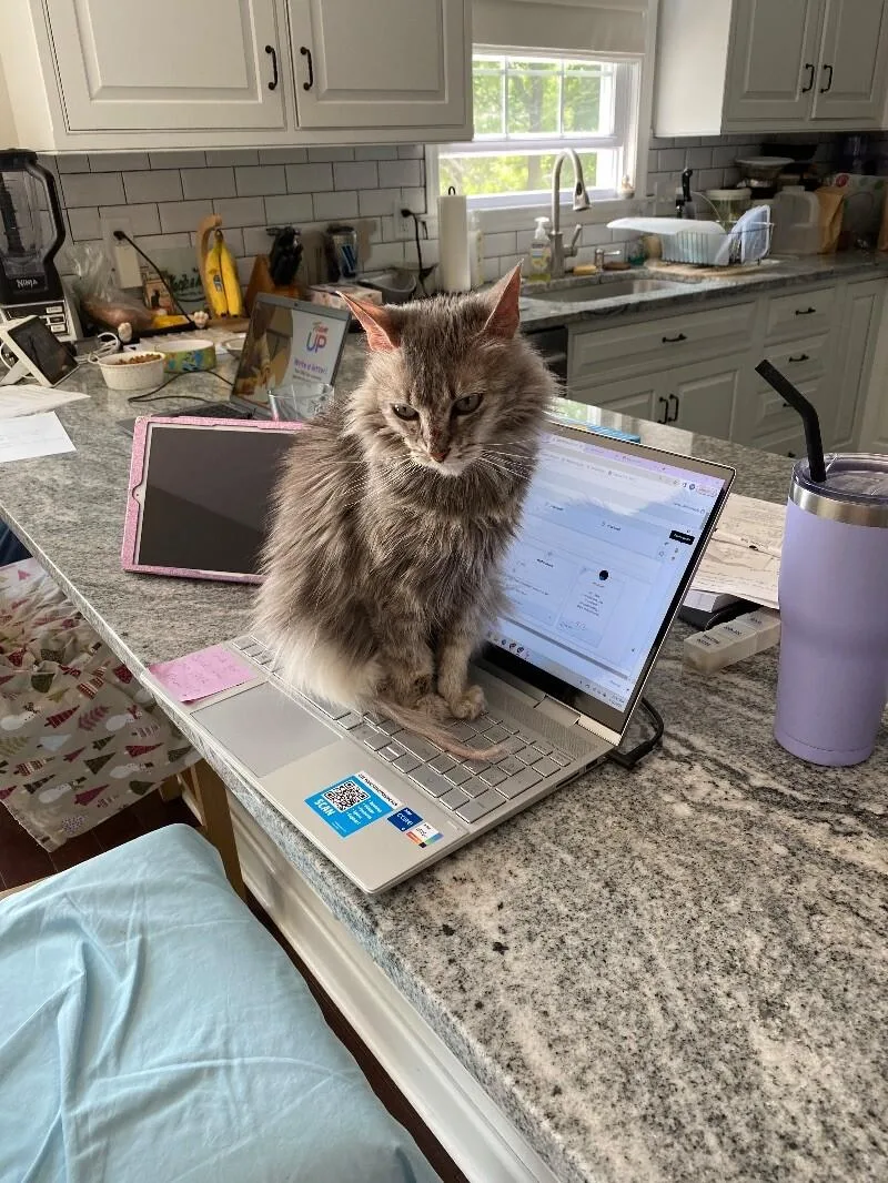 Guinevere thumbnail 5