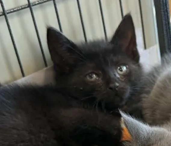 A baby medium-sized male Black Domestic Short Hair cat named Black foot for adoption in Parma, OH