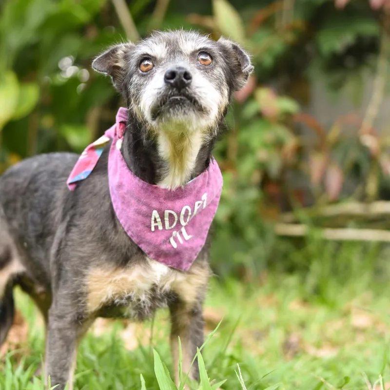 Gertie thumbnail 2