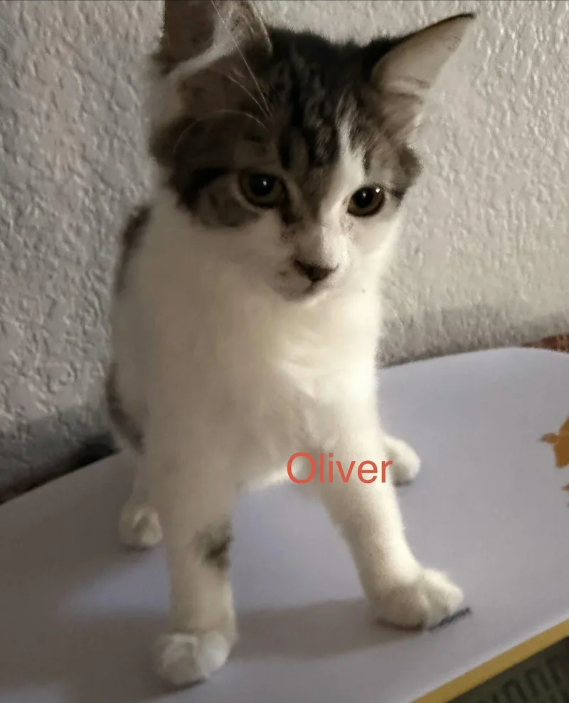 A young medium-sized male Domestic Medium Hair cat named Oliver for adoption in Riverside, CA