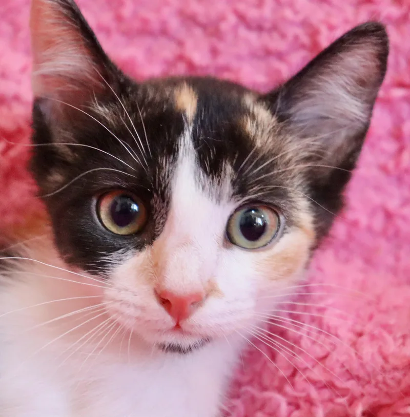 A baby medium-sized female Calico cat named Sweet Pea for adoption in Saint Augustine, FL