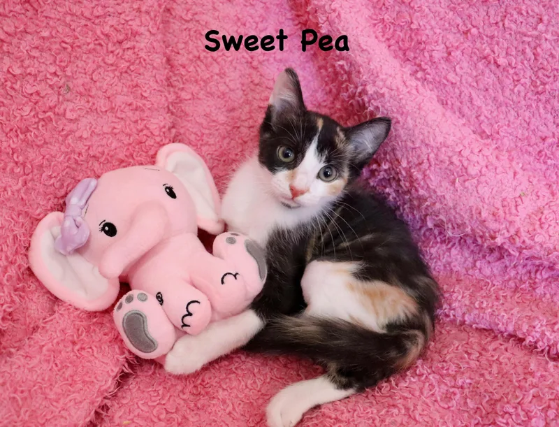 Sweet Pea thumbnail 2