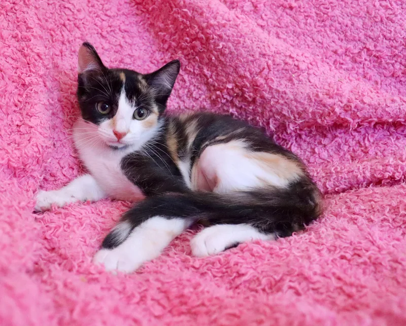 Sweet Pea thumbnail 5