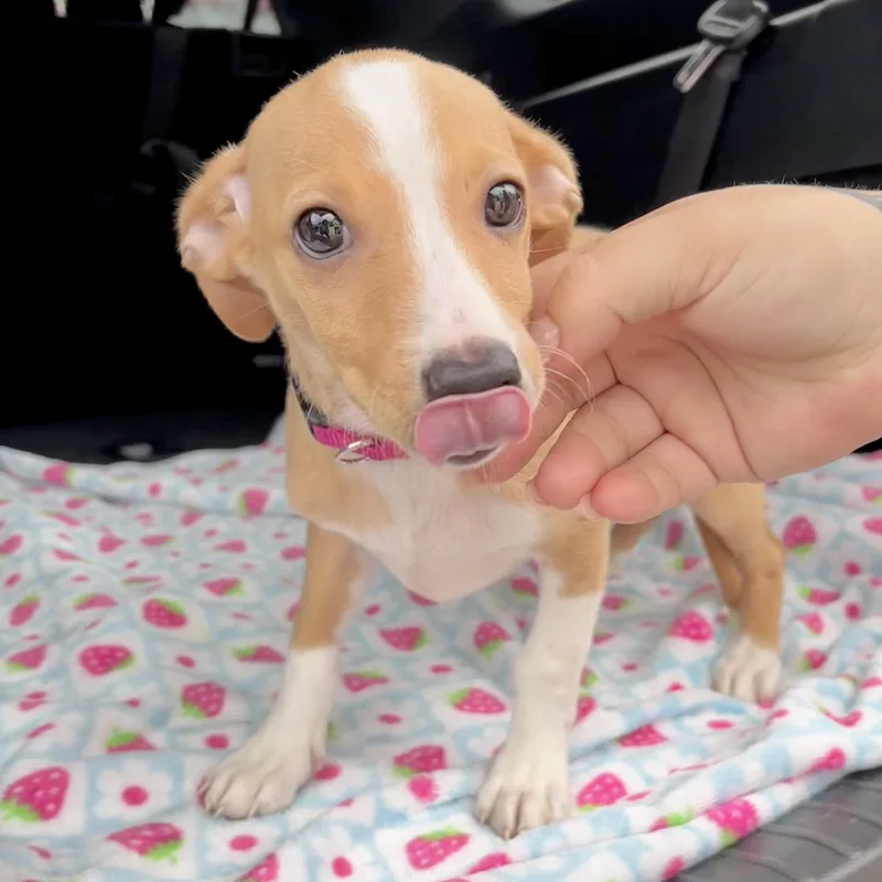 Loki thumbnail 6
