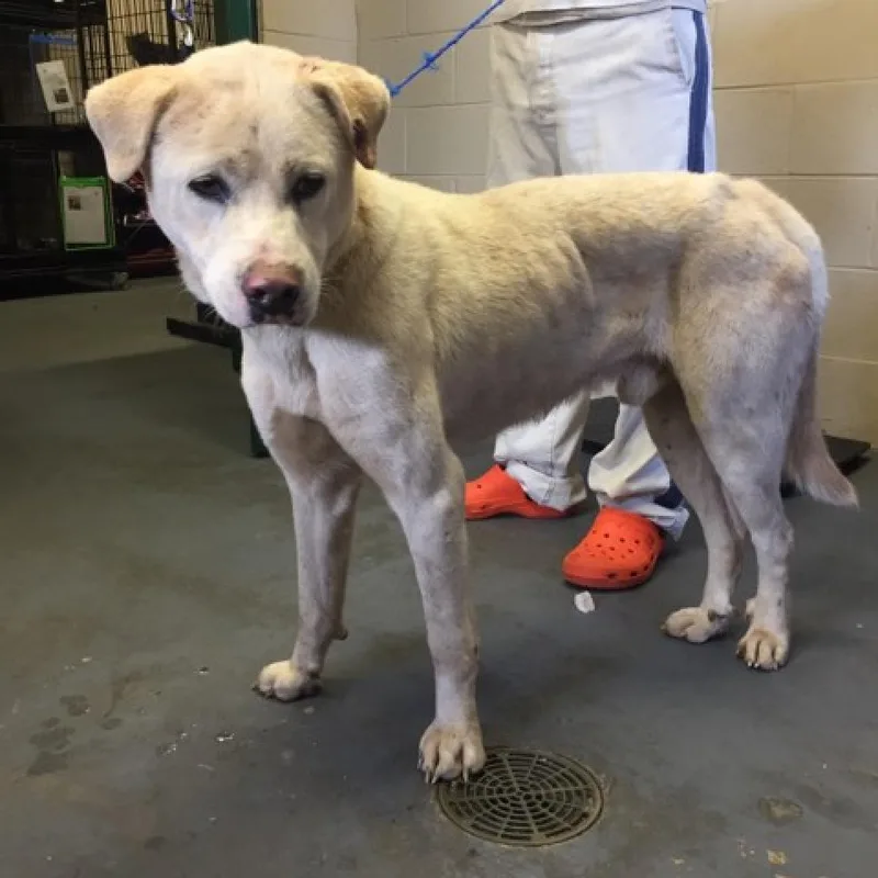 An adult medium-sized male White / Cream Mixed Breed dog named Tiger for adoption in Hamilton, GA