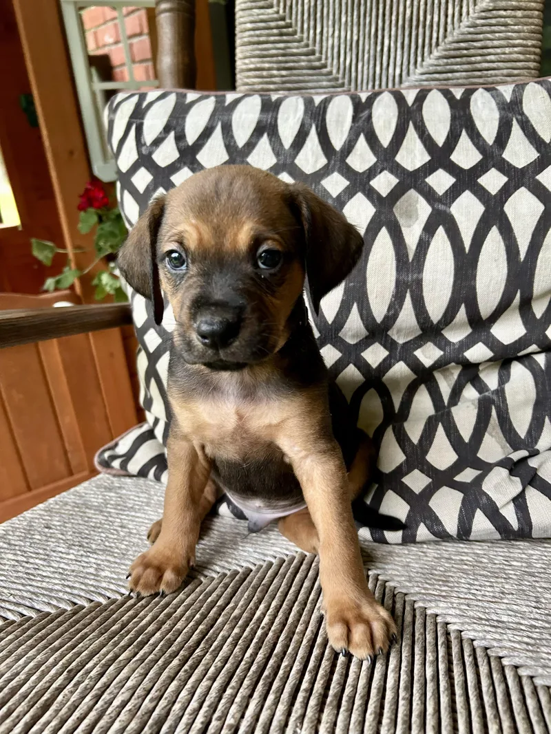 Rudy