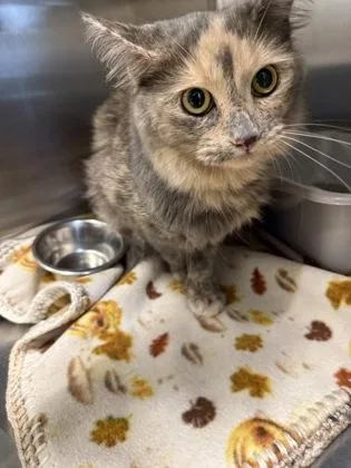 An adult medium-sized female Domestic Long Hair cat named Lucky for adoption in Lafayette, IN