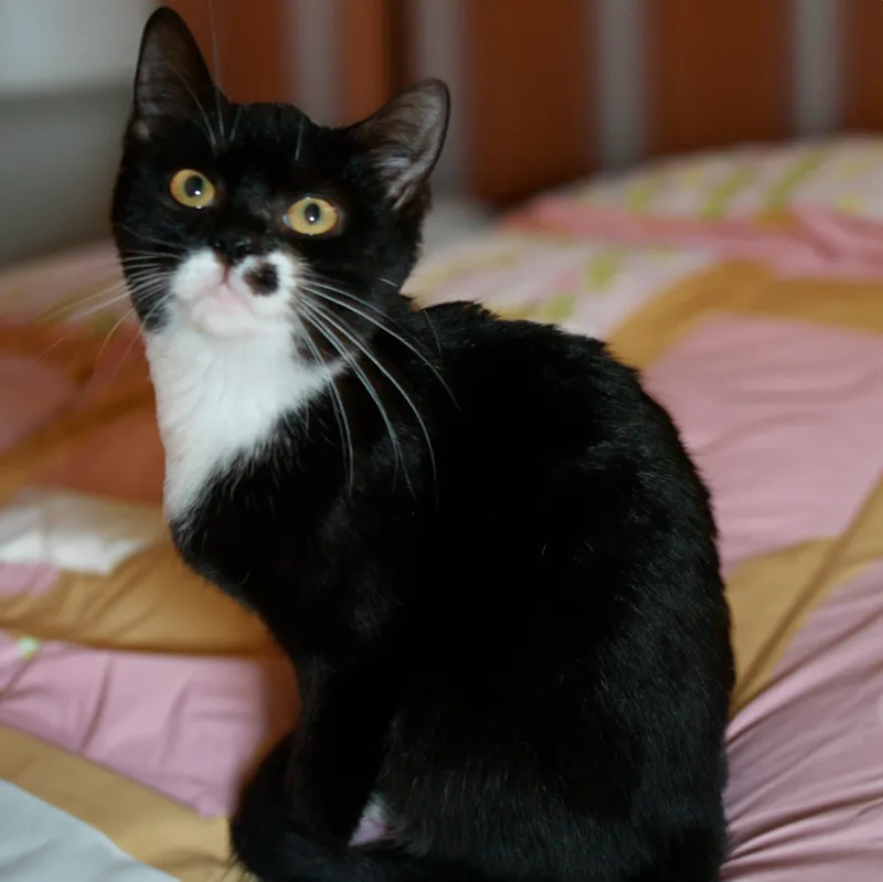 Petunia S thumbnail 2