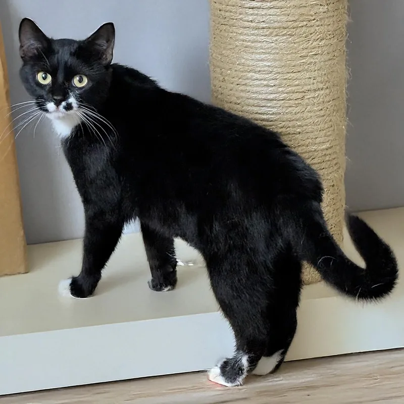 Petunia S thumbnail 3