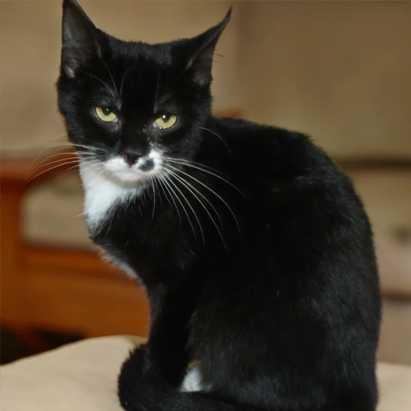 Petunia S thumbnail 4