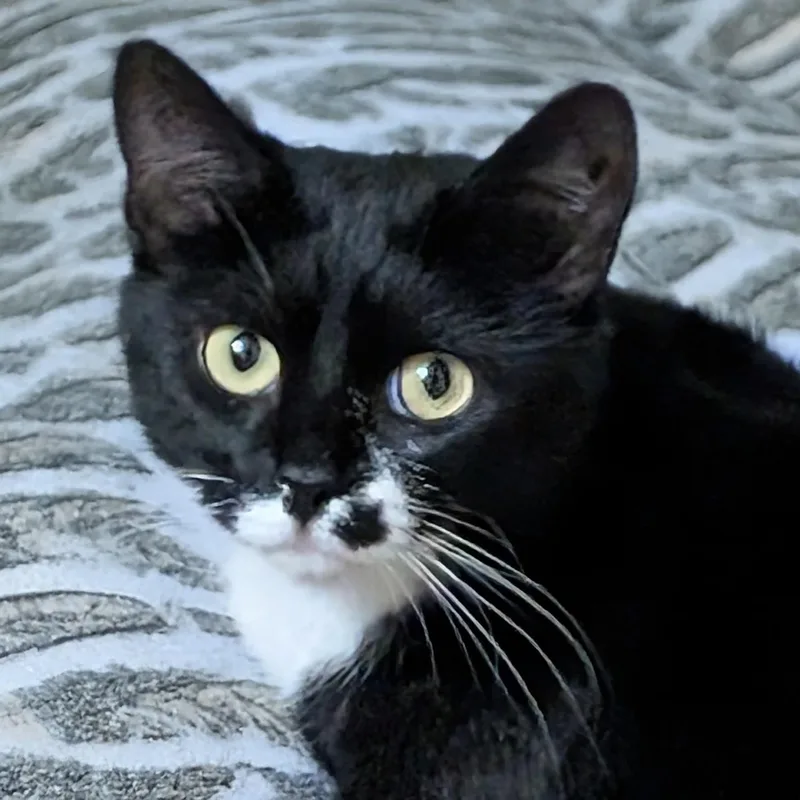 Petunia S thumbnail 5