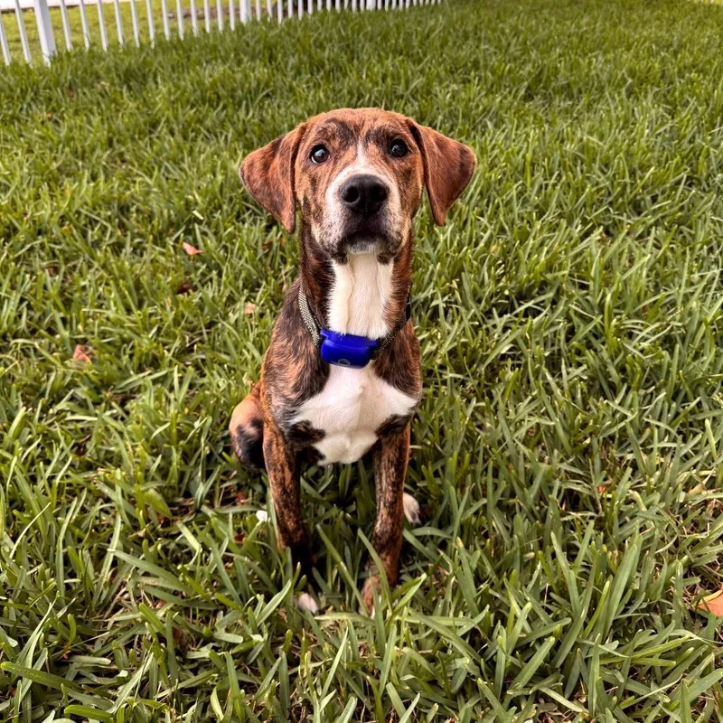A baby medium-sized male Brindle Mixed Breed dog named Paco for adoption in Juno Beach, FL