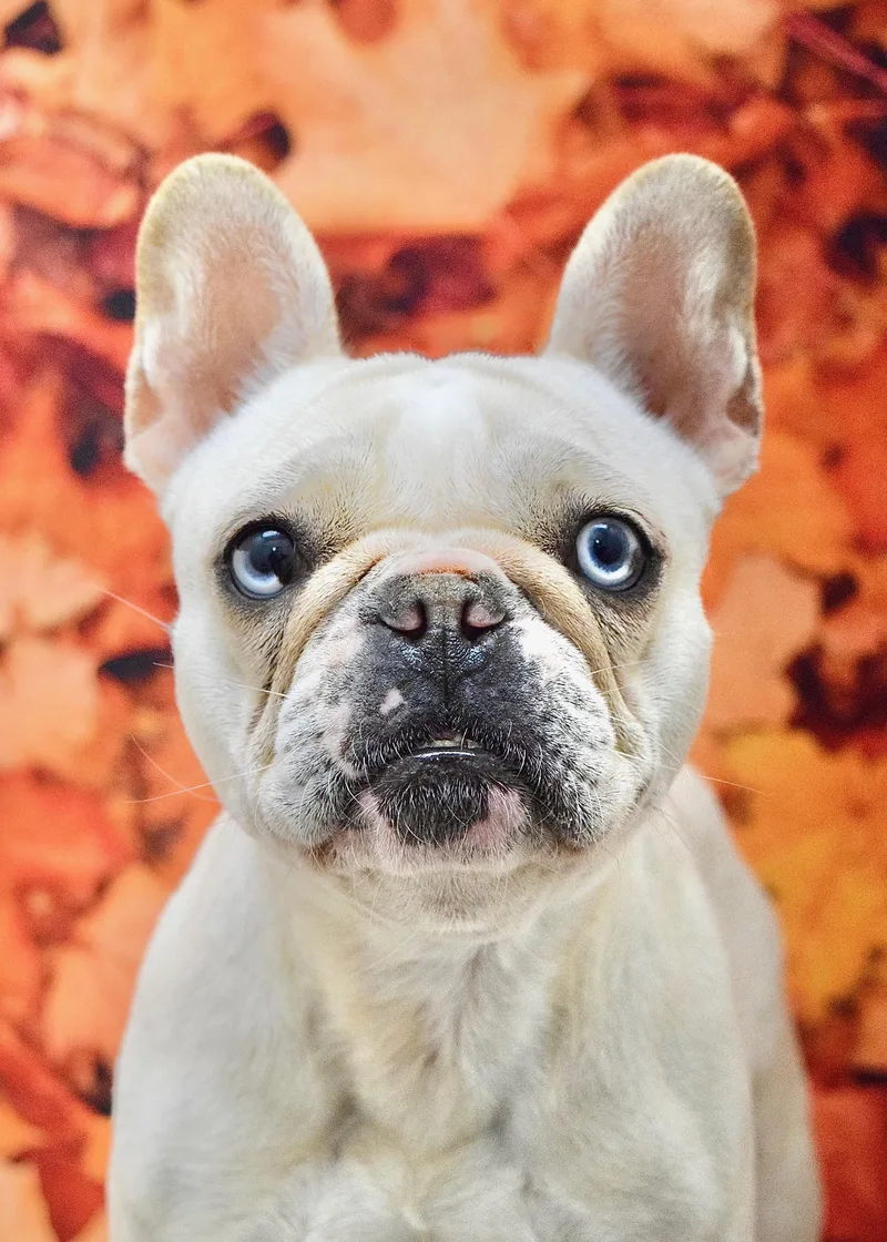 An adult small-sized female French Bulldog dog named Kate Moss for adoption in Dublin, CA