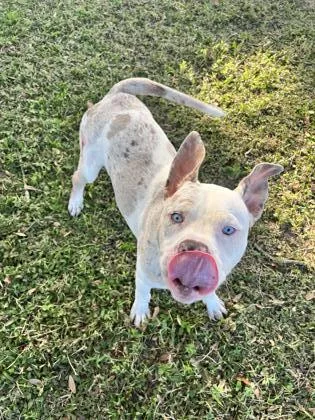 An adult medium-sized male White / Cream Pit Bull Terrier dog named Goober for adoption in Inverness, FL
