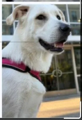 An adult medium-sized female White / Cream Labrador Retriever dog named Pia for adoption in Houston, TX