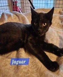Jaguar thumbnail 2