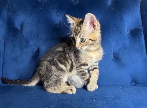 A baby small-sized male Domestic Short Hair cat named Ravioli for adoption in Charlotte, NC