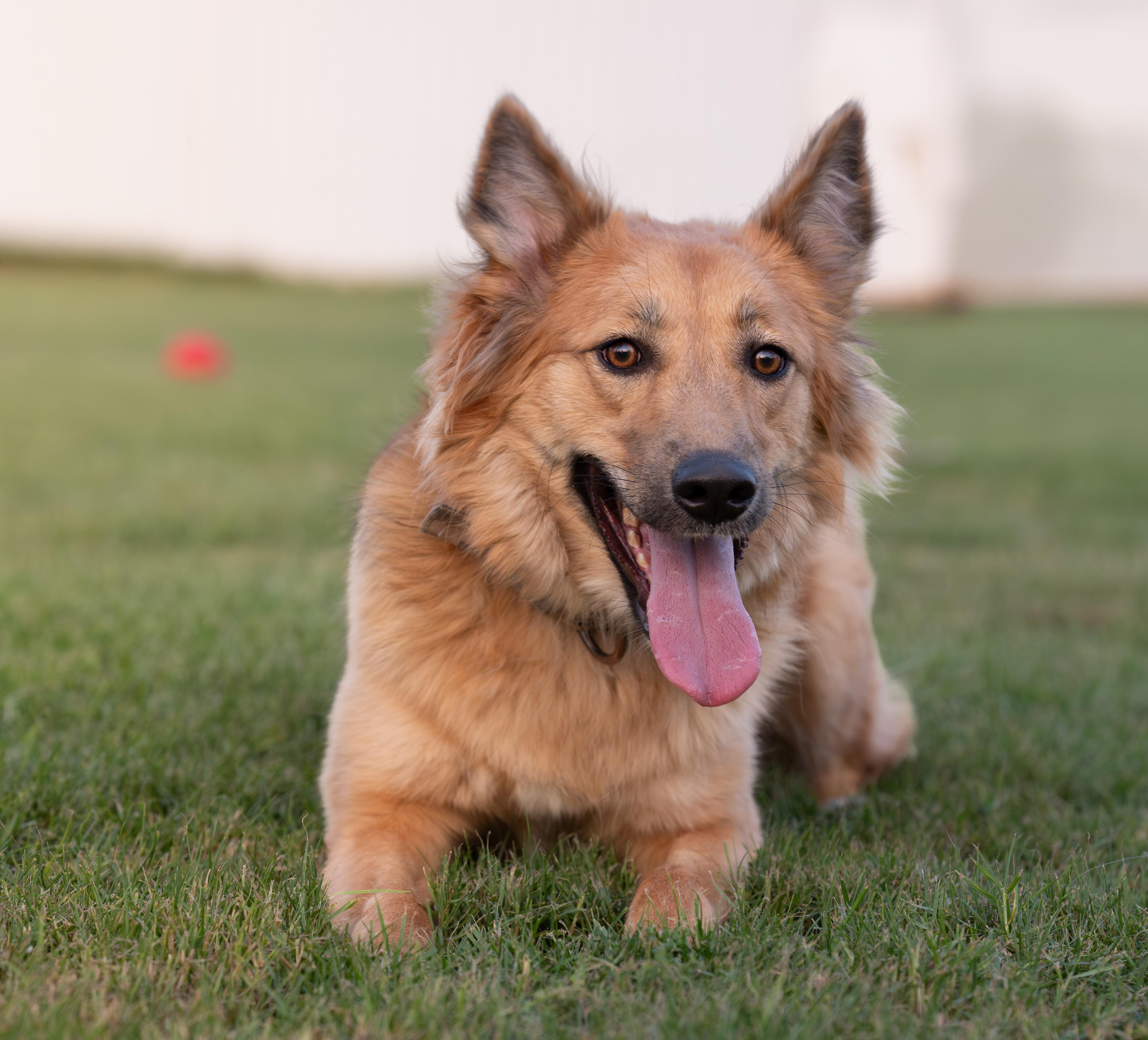 A young medium-sized female Golden Retriever dog named Roxie for adoption in New York, NY