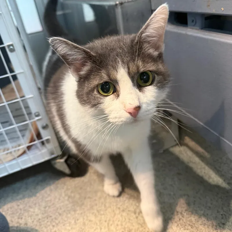 An adult large-sized female Gray / Blue / Silver Domestic Short Hair cat named Gracie for adoption in Chicago, IL
