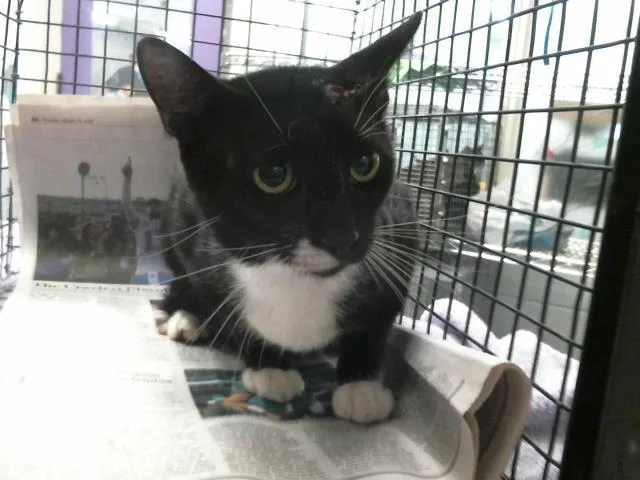A young medium-sized male Domestic Short Hair cat named Doodle for adoption in Houston, TX