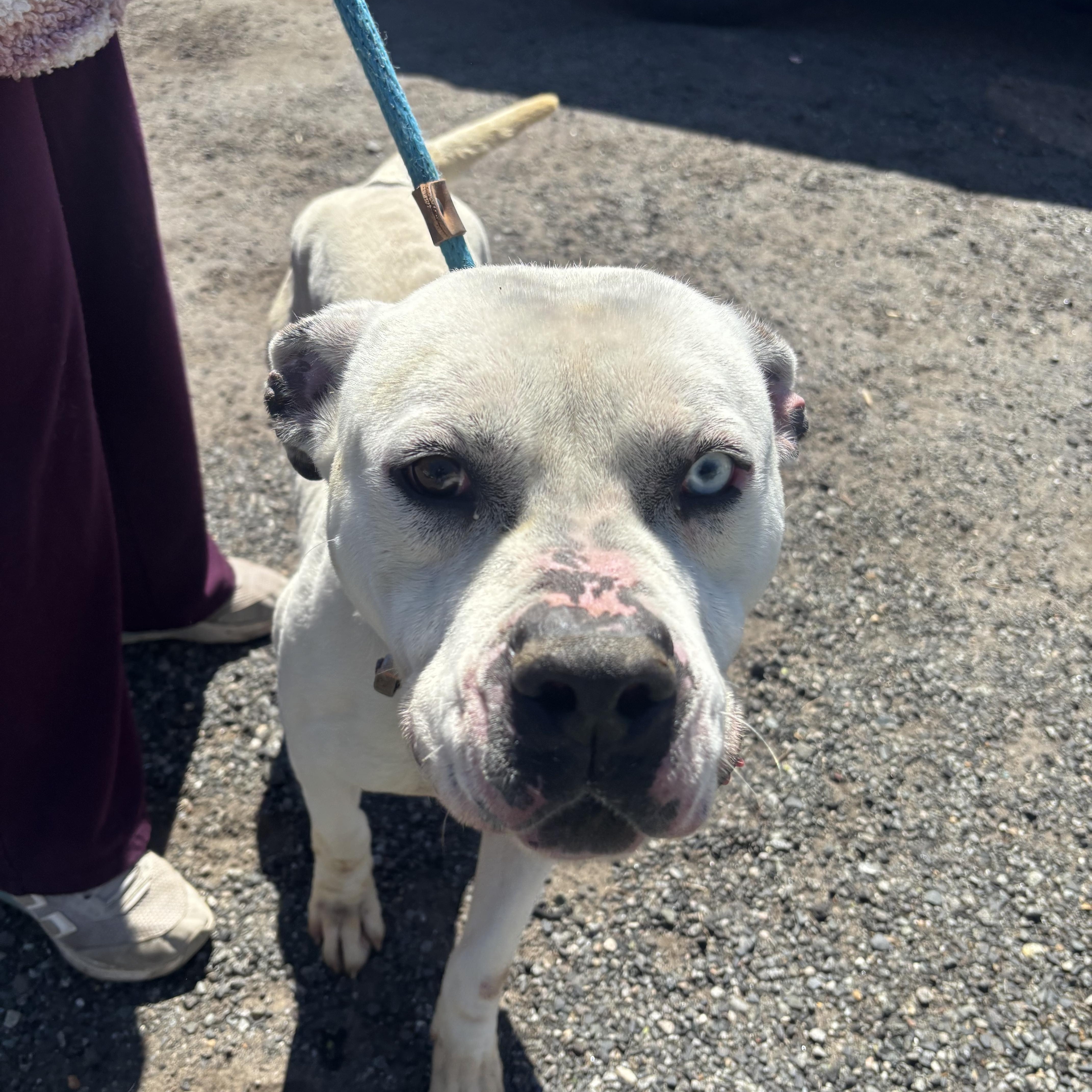 An adult large-sized male White / Cream American Staffordshire Terrier dog named Ernie for adoption in East Orange, NJ