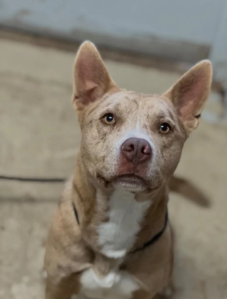 A young medium-sized male American Staffordshire Terrier dog named Spud for adoption in Morgantown, KY
