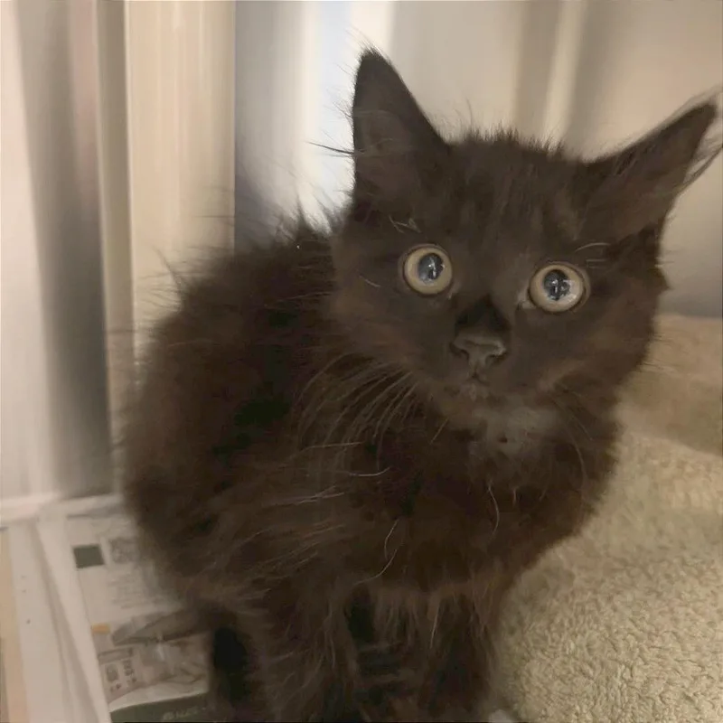 A baby small-sized female Black Domestic Medium Hair cat named Dust Bunny for adoption in Hendersonville, NC