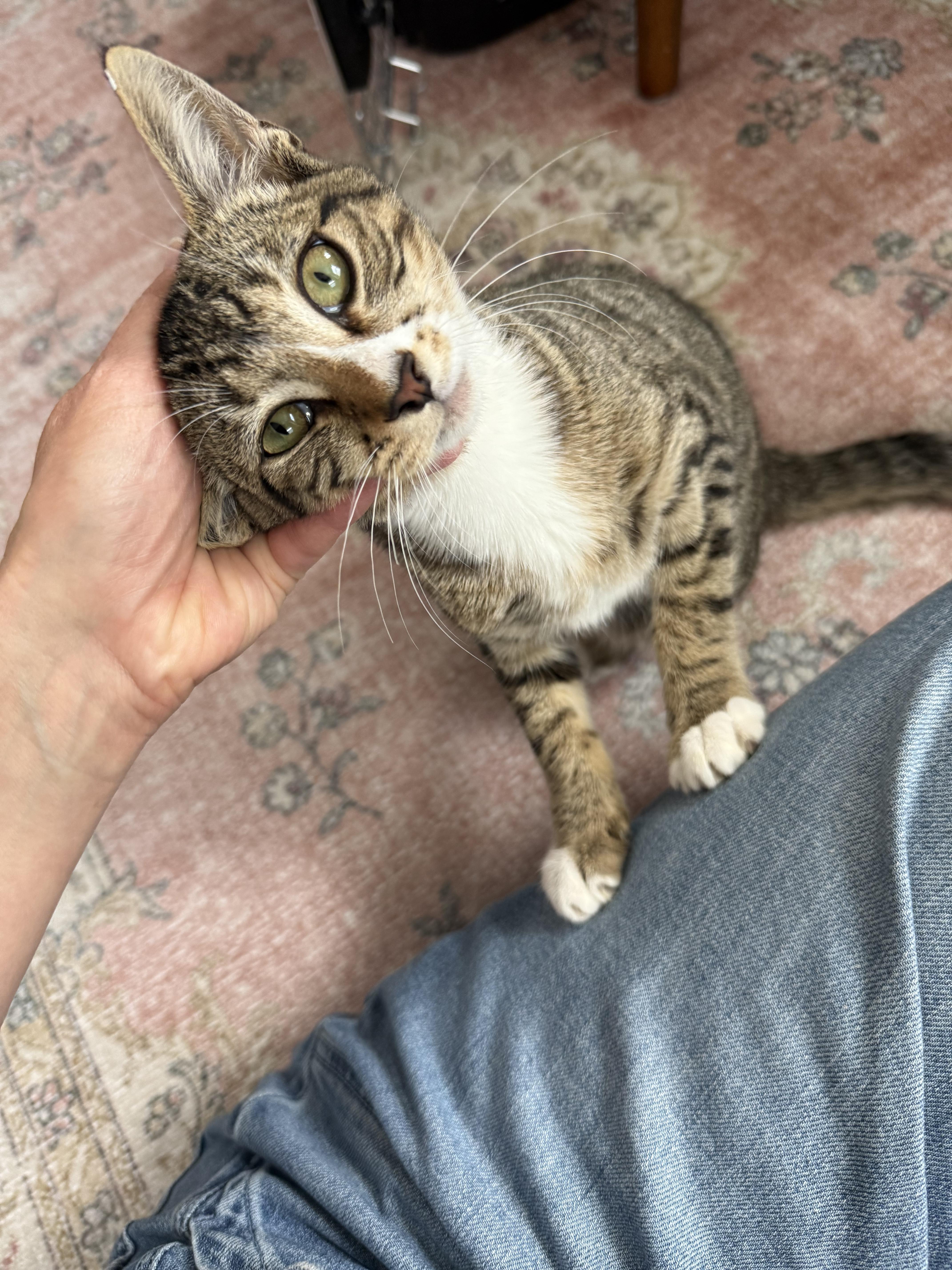 A baby medium-sized male Tabby (Brown / Chocolate) Domestic Short Hair cat named Qtip for adoption in Lakewood, CO