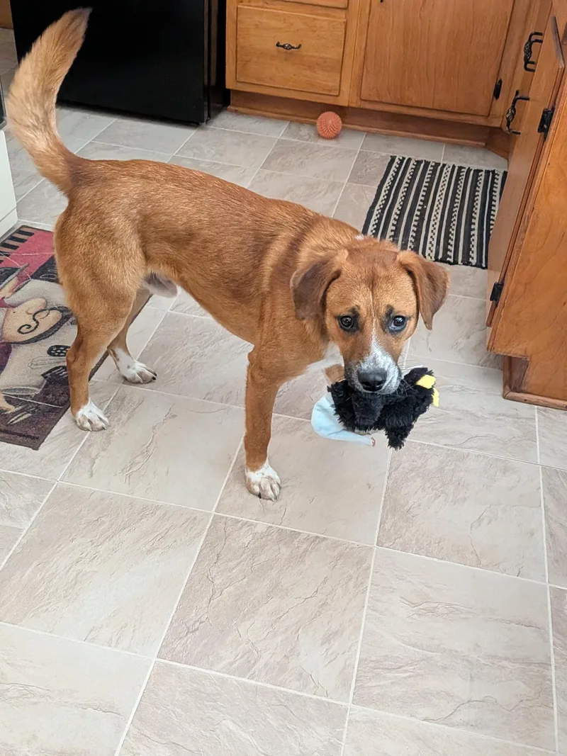 A young medium-sized male Golden Labrador Retriever dog named Carson for adoption in Union Grove, WI