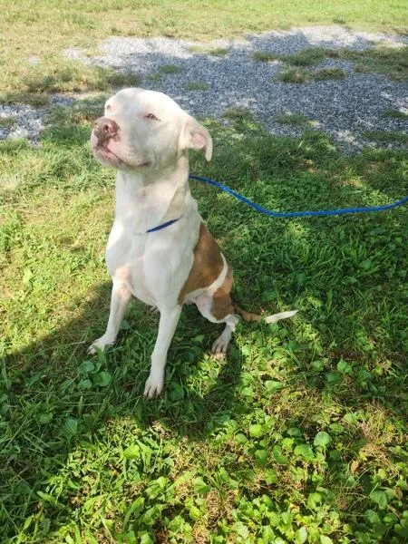 An adult medium-sized female Labrador Retriever dog named Lilly for adoption in Cleveland, TN