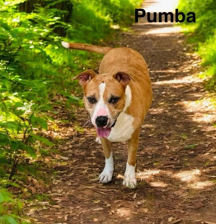 Pumba
