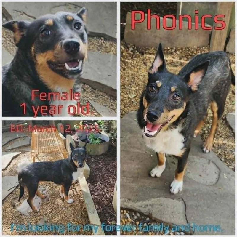 Phonics thumbnail 3