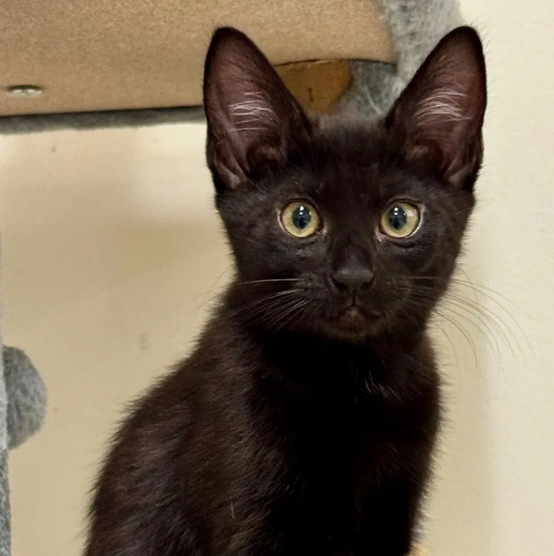 A baby medium-sized male Black Domestic Short Hair cat named Honeydew for adoption in Othello, WA