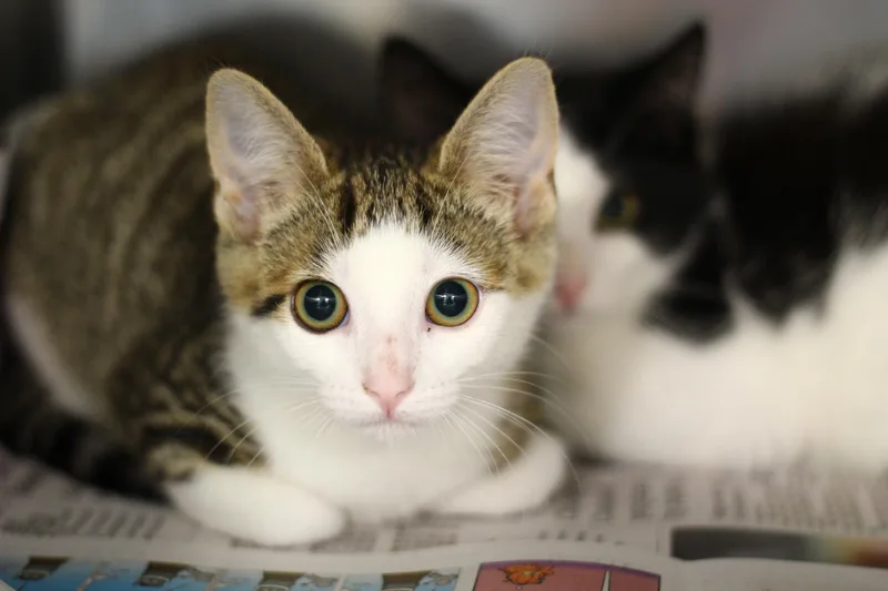A baby small-sized female Domestic Short Hair cat named Spaghetti for adoption in Toledo, OH