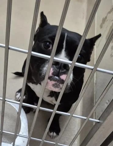 A young medium-sized female Pit Bull Terrier dog named Lucille The Seal for adoption in Decatur, IL