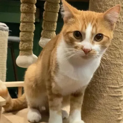 A young small-sized male Orange / Red Domestic Short Hair cat named Phoenix for adoption in Los Angeles, CA