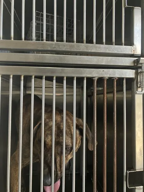 A young large-sized male Mixed Breed dog named Dro for adoption in Dallas, TX