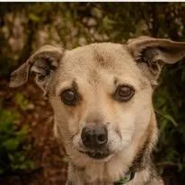 A senior medium-sized female Chihuahua dog named Itsy for adoption in Tillamook, OR